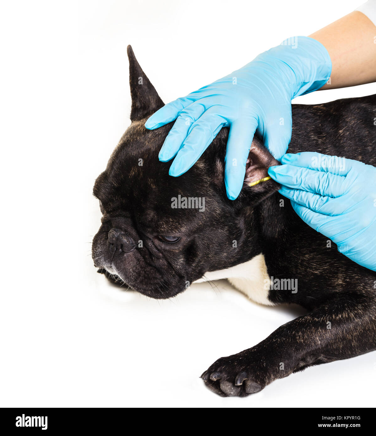 How Do You Clean French Bulldog Ears