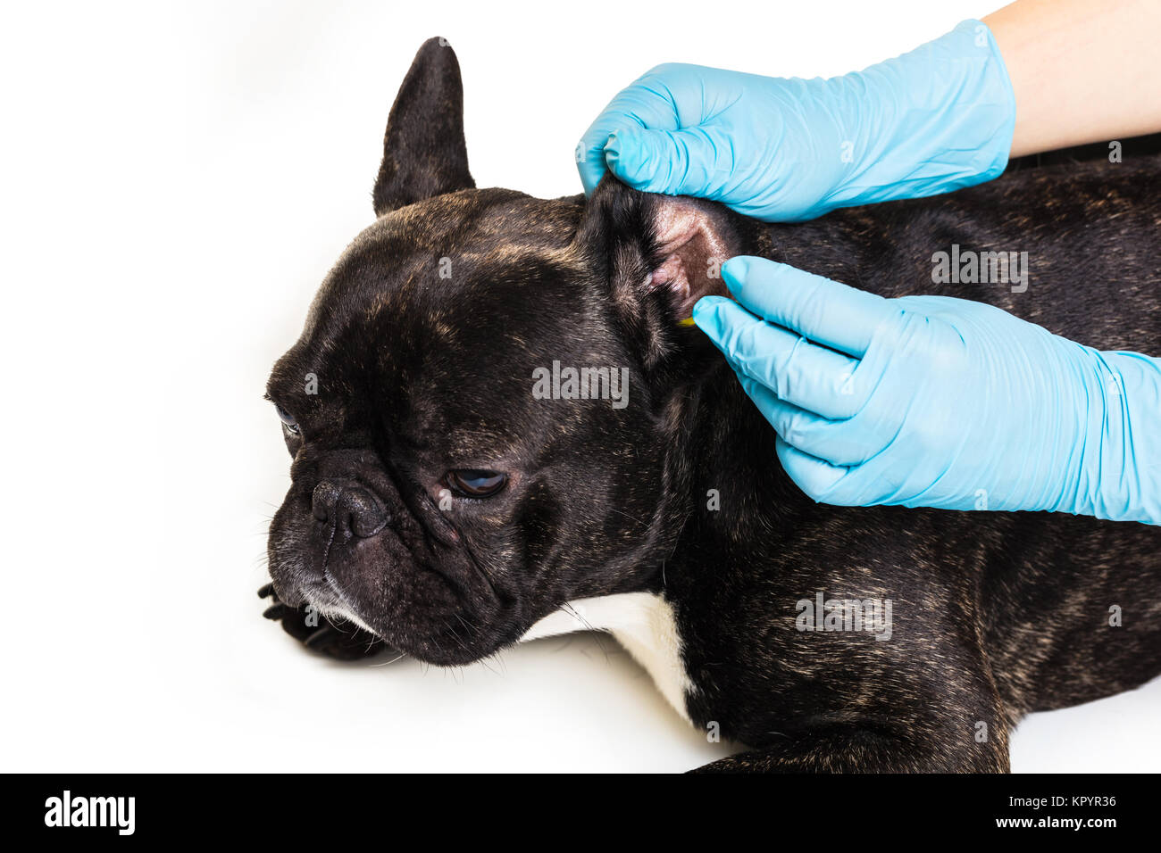 Curated visual reference: Opera Bulldog Ear Cleaning Methods Reference: Veterinary Clinic With A French Bulldog Making A Cleaning Ears