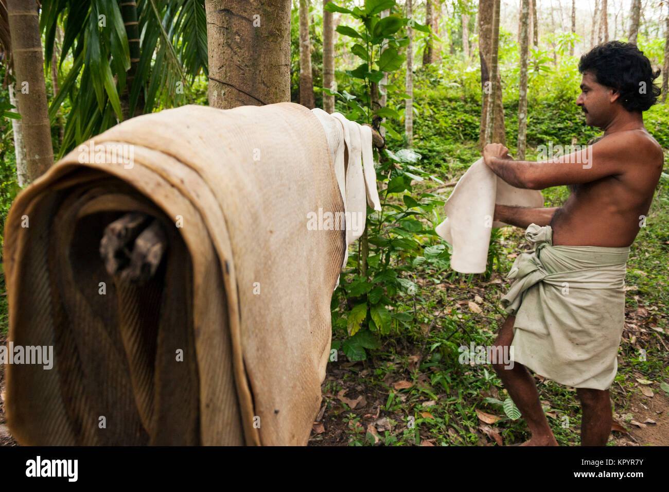Rubber plantation in Sri Lanka Stock Photo Alamy