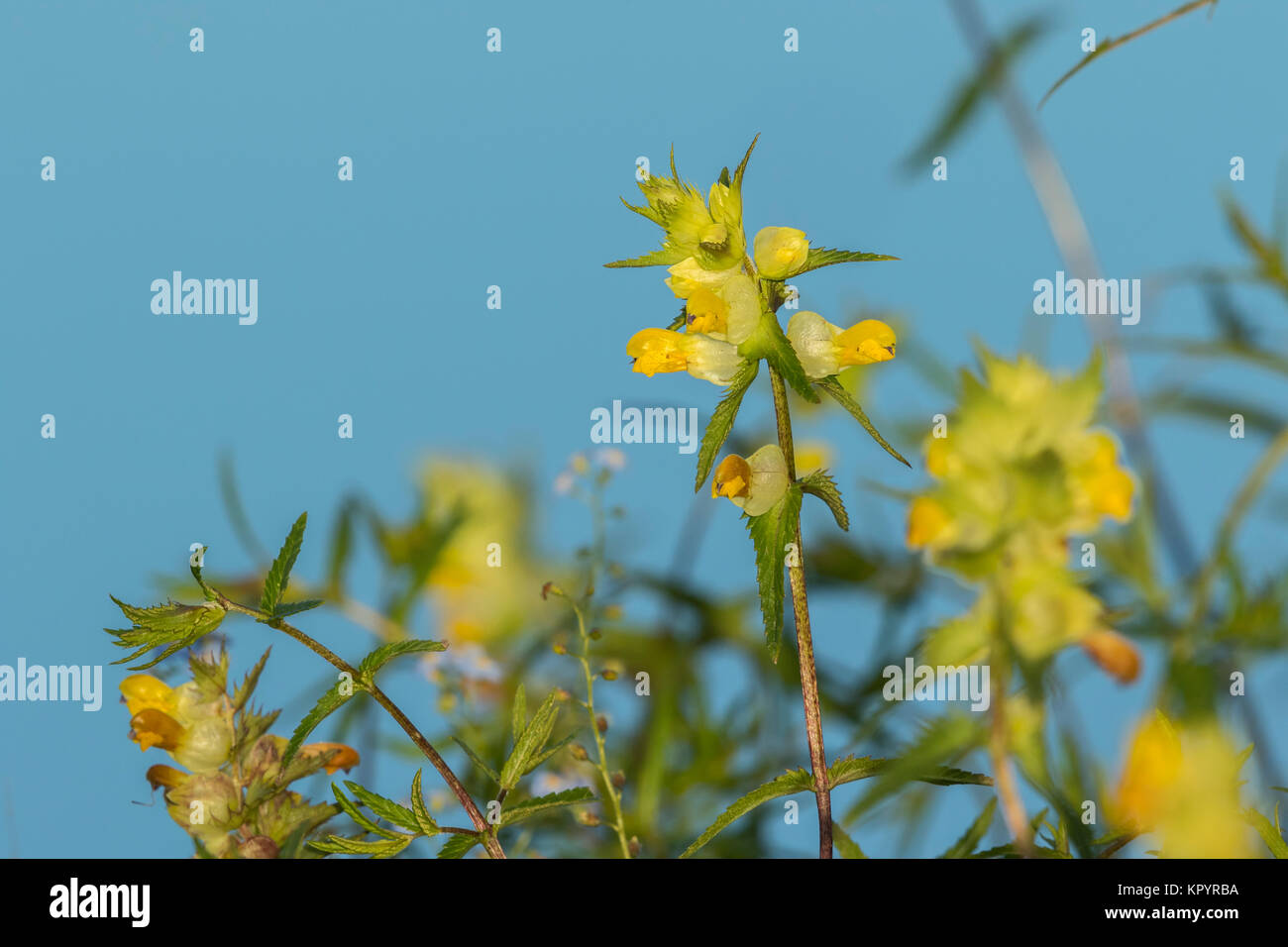 Flowering Greater Yellow-rattle (Rhinanthus serotinus ssp. serotinus), (Scrophulariaceae) Stock Photo