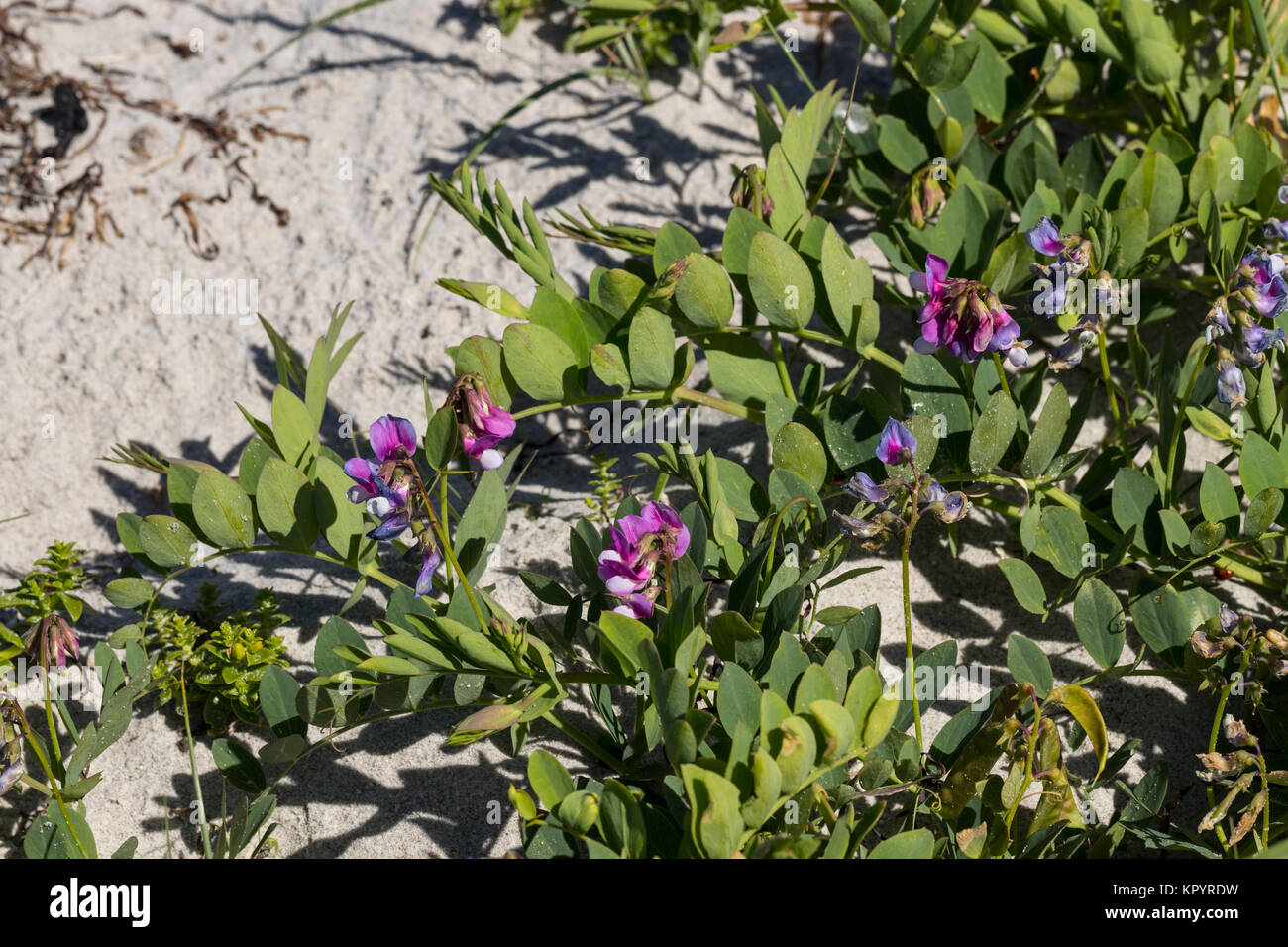 Flowering Sea Pea (Lathyrus japonicus ssp. maritimus), Stock Photo