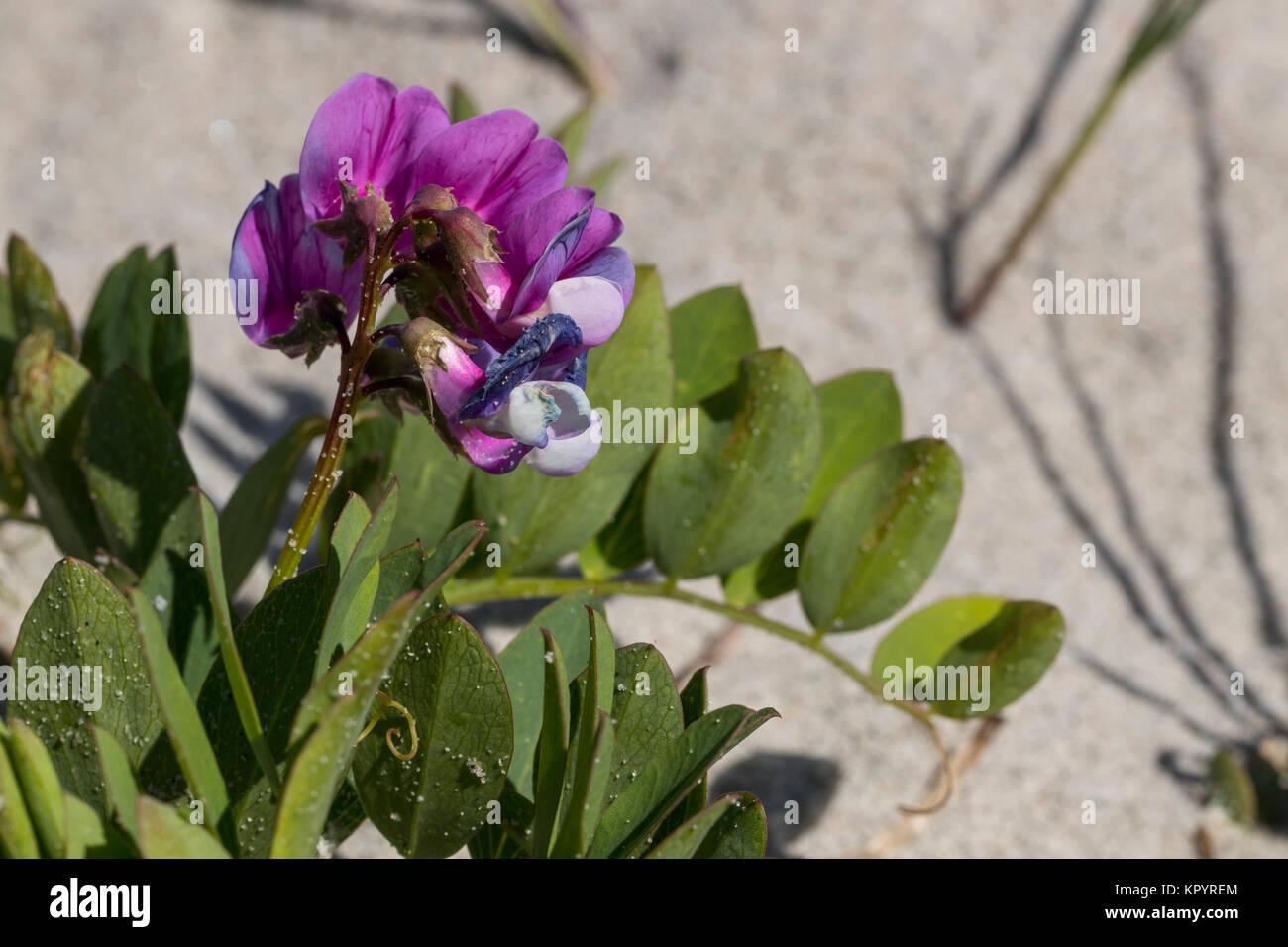 Flowering Sea Pea (Lathyrus japonicus ssp. maritimus), Stock Photo