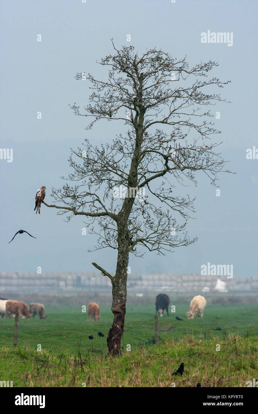 Red Kit (Milvus milvus) perching in a tree by a grass field with grazing cattle. Stock Photo