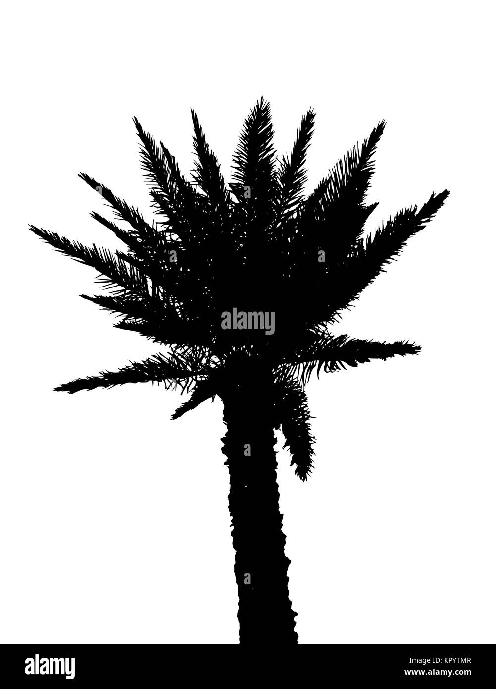 Isolated Silhouette of Palm Trees on White Background. Vector Il Stock ...