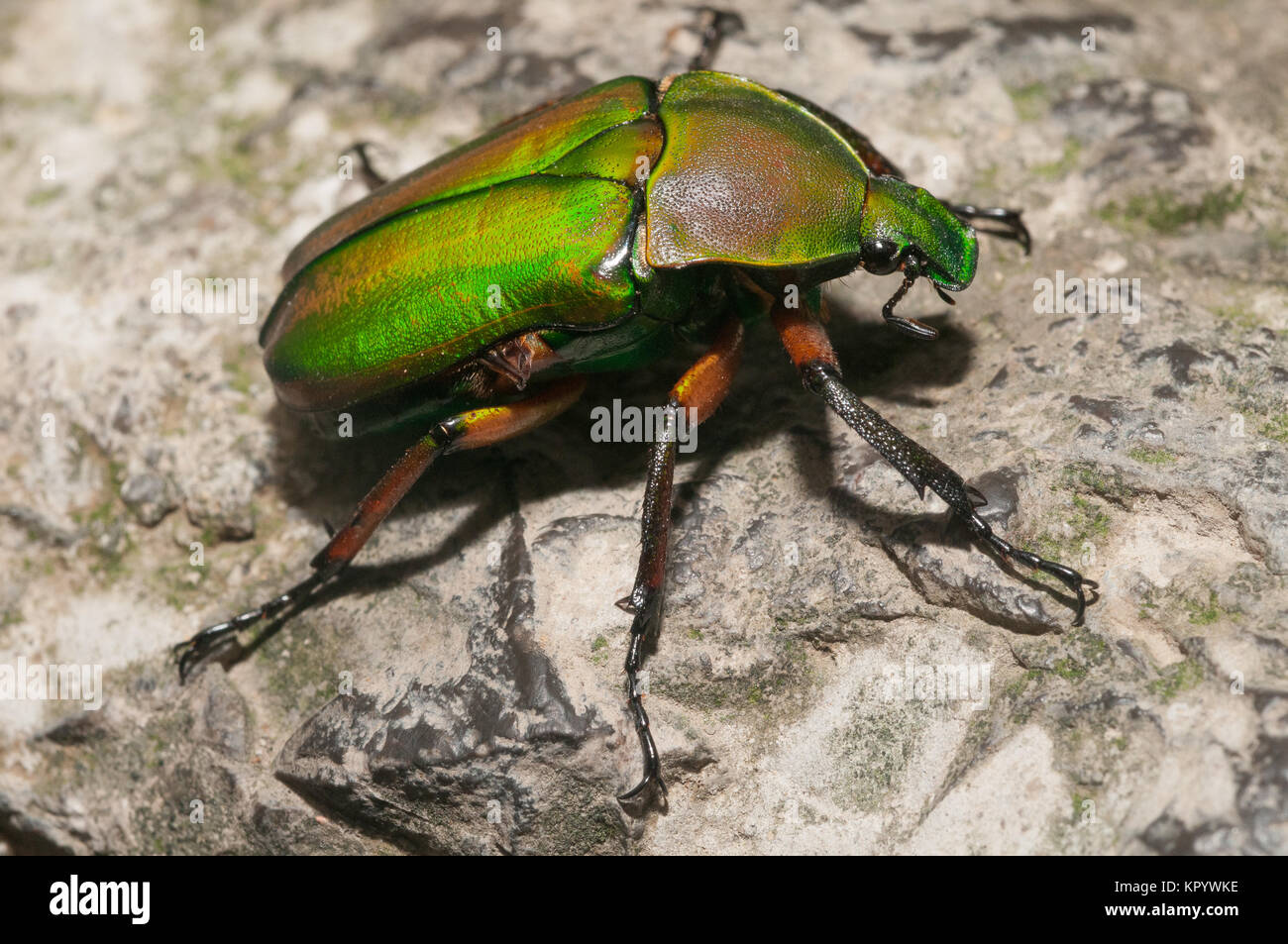 Large green fruit beetle/ chafer from Chongqing, China. Stock Photo