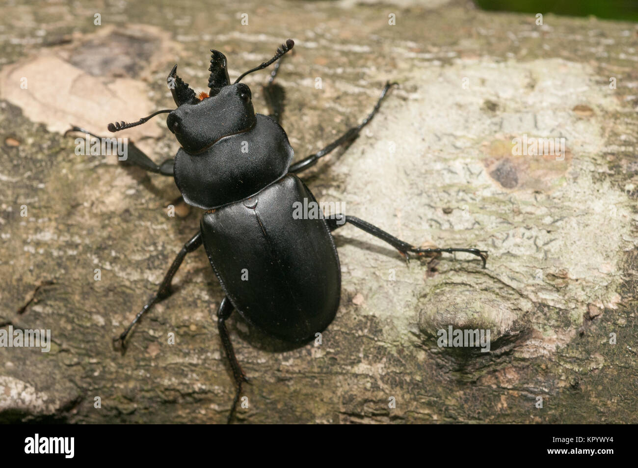 Chinese stage beetle (unidentified species) a typical deadwood invertebrate from Chongqing. Stock Photo