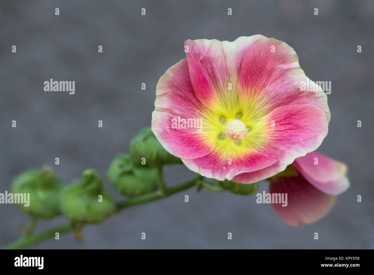 common hollyhock / common hollyhock Stock Photo