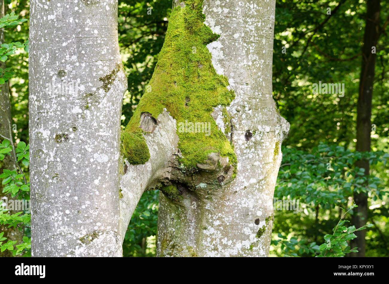 Two Beech Trees Grow Together, Inosculation Stock Photo