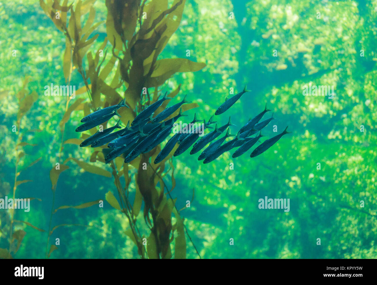 Pacific Sardine High Resolution Stock Photography and Images Alamy