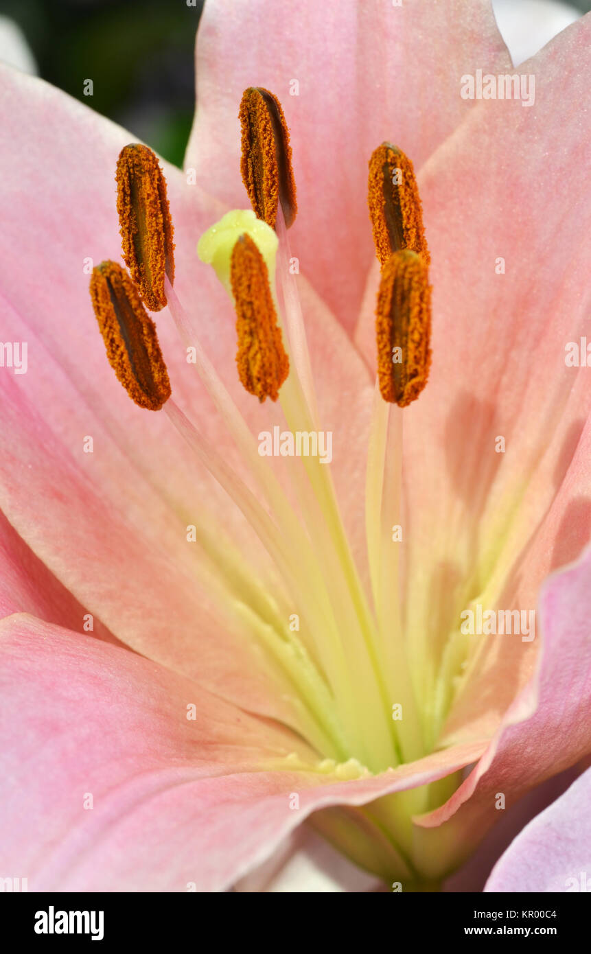 Beautiful lily growing in garden Stock Photo Alamy