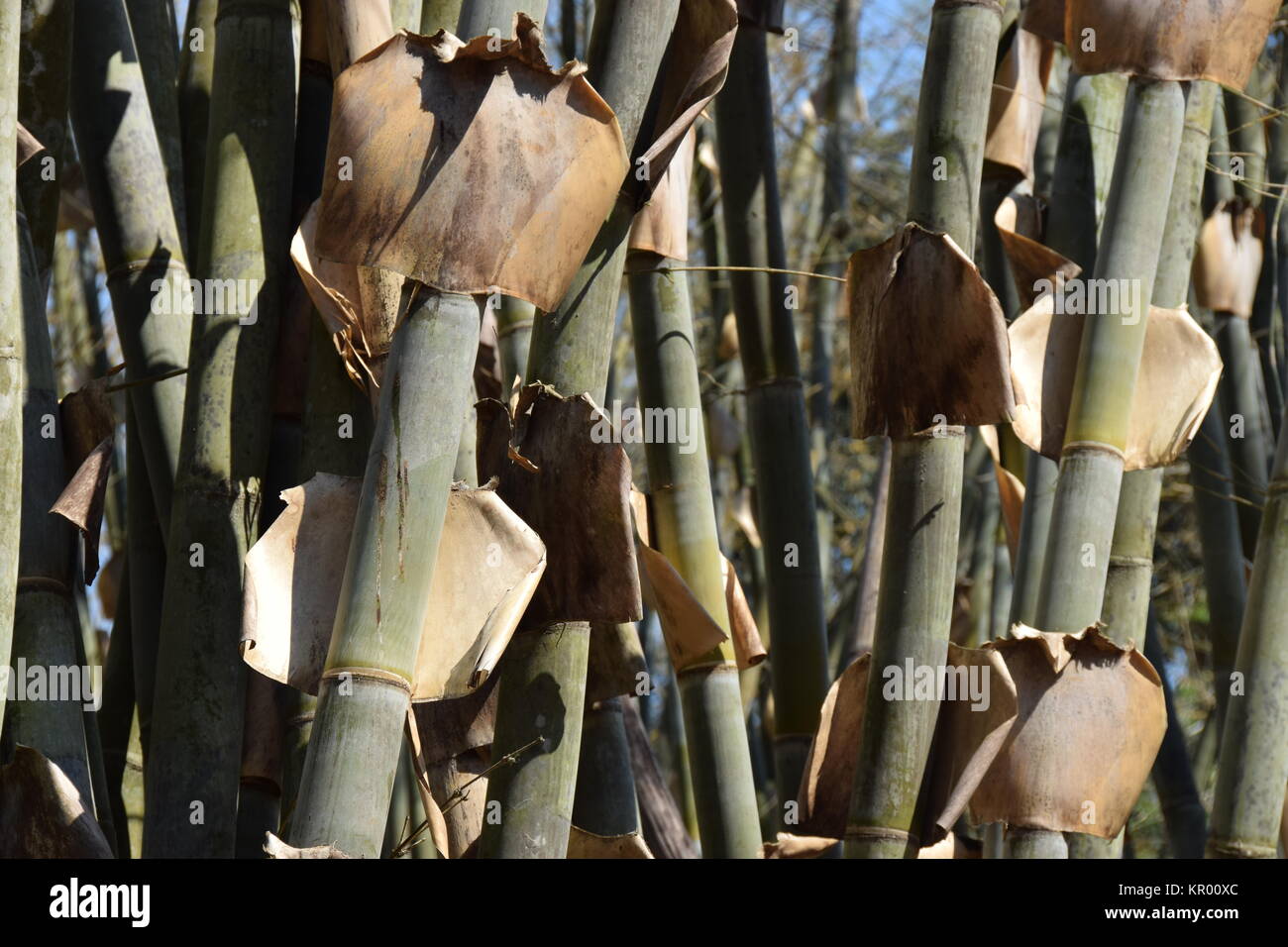 bamboo in cuba Stock Photo