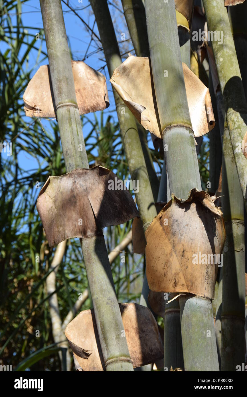 giant bamboo in cuba Stock Photo