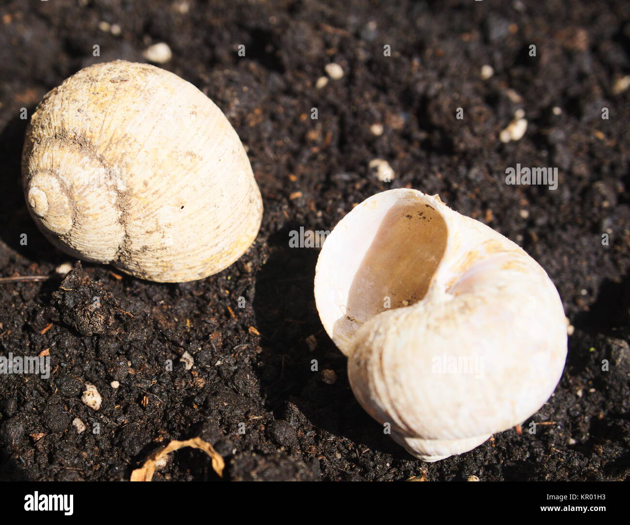 abandoned snail shells Stock Photo
