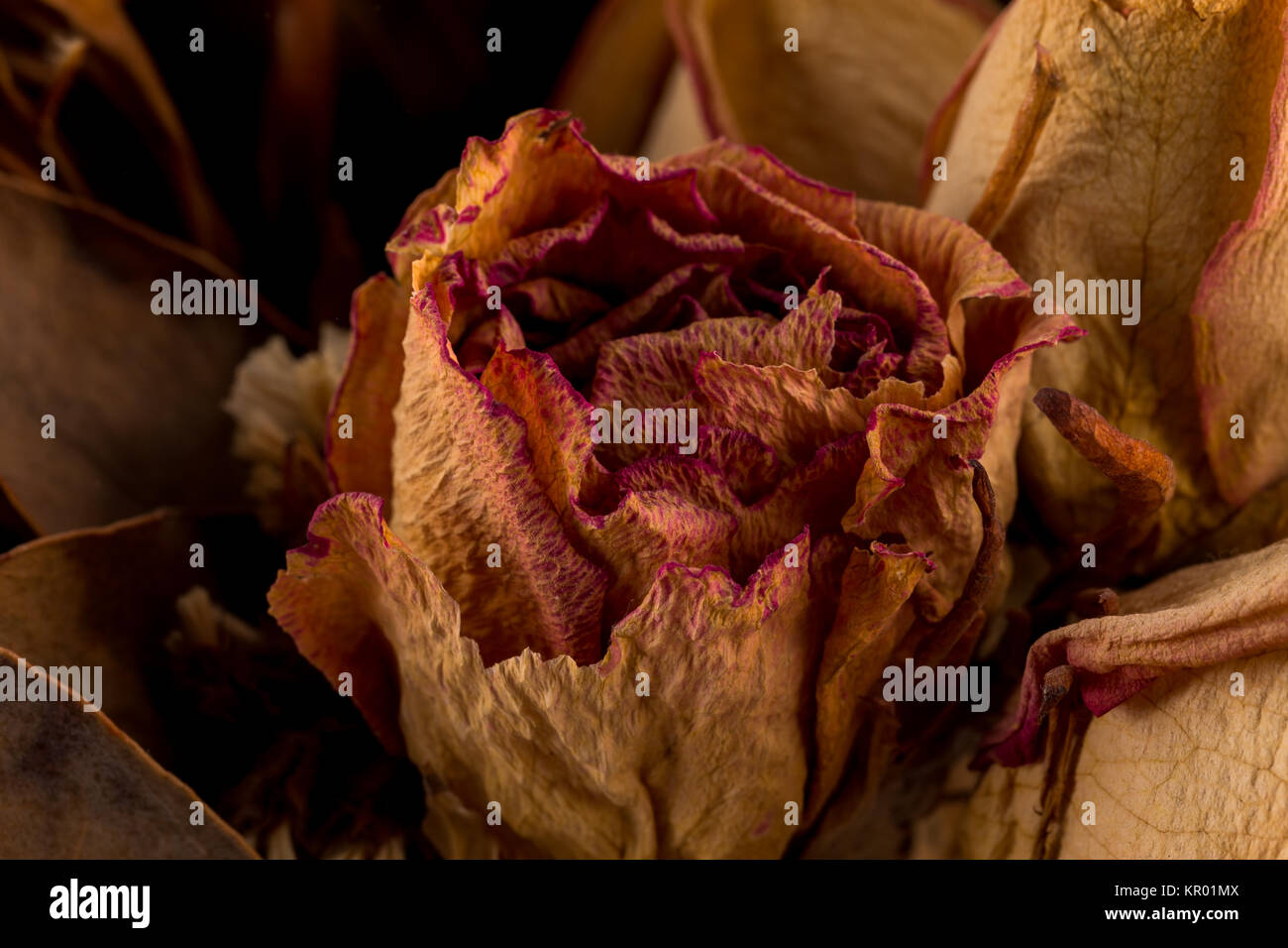 Decoration of dried flowers. Roses Stock Photo - Alamy