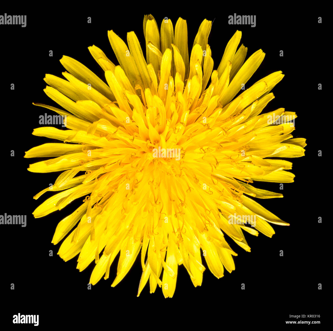 Common Dandelion Close Up Stock Photo Alamy