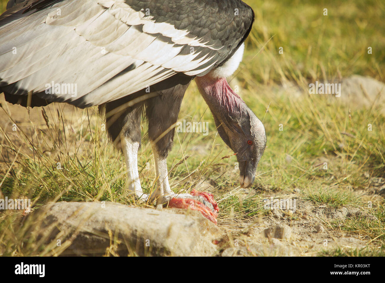 Condor Eating Lunch Stock Photo