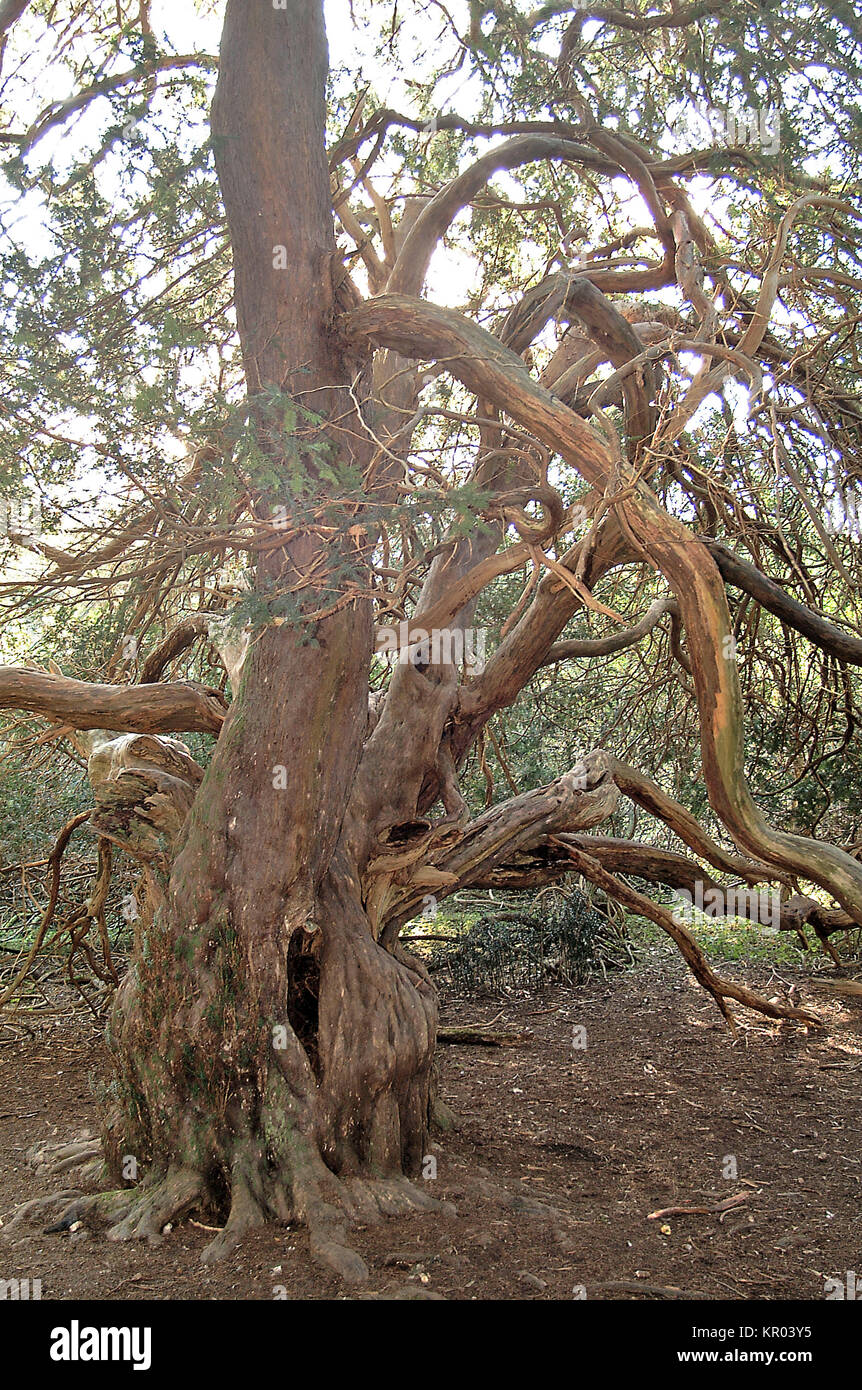 Ancient Yew Trees in Kingley Vale National Nature Reserve, Chichester
