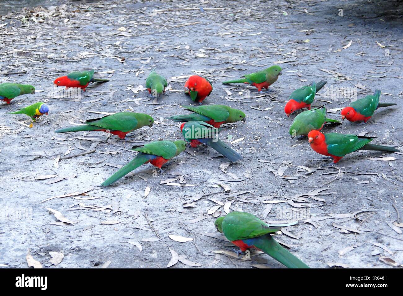 king parakeets Stock Photo