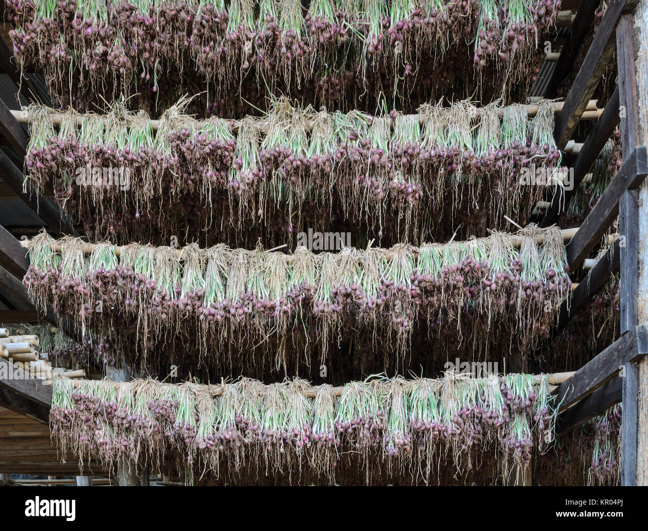 Hanging bunch of fresh onion Stock Photo Alamy