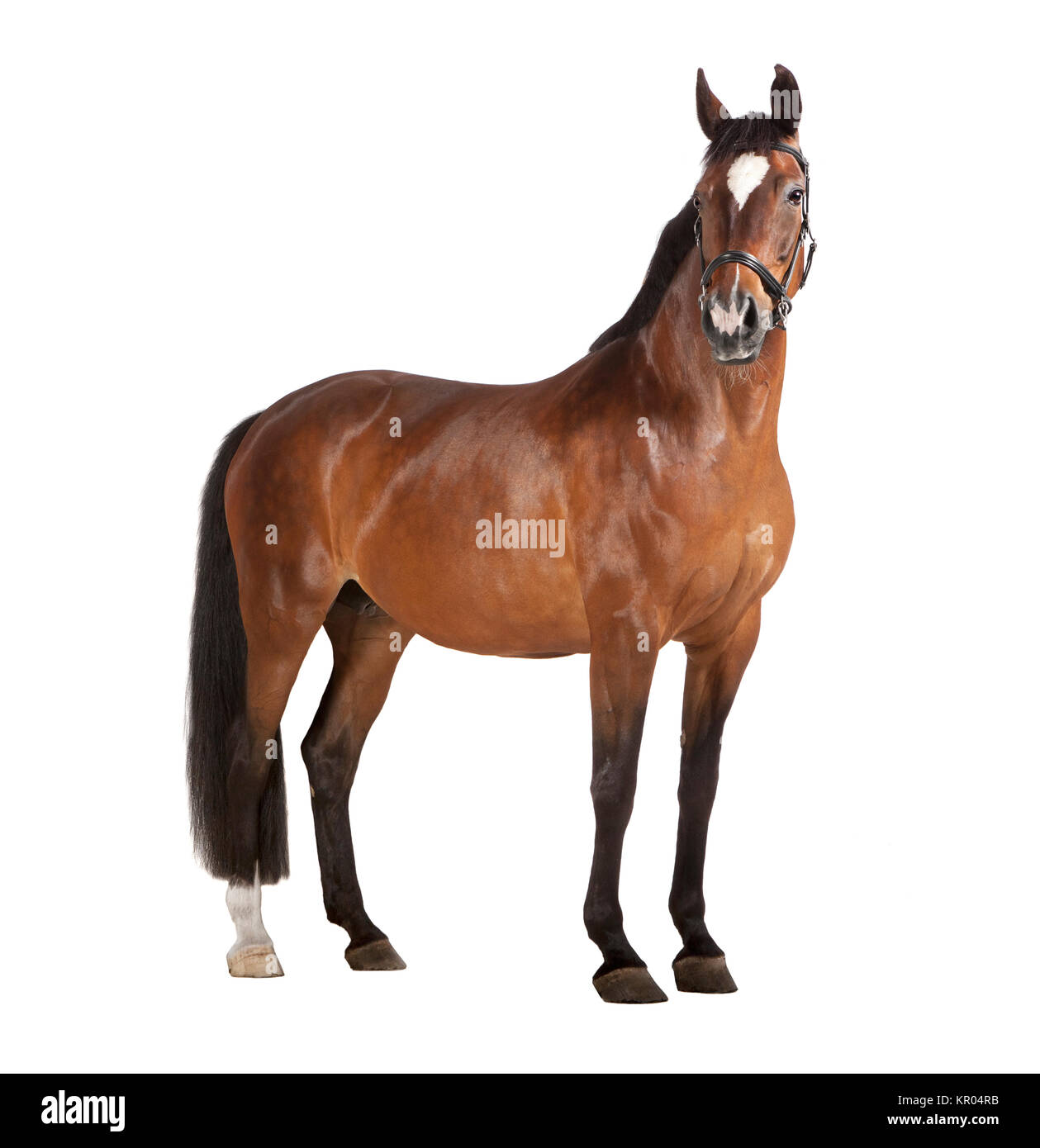 horse white background Stock Photo - Alamy