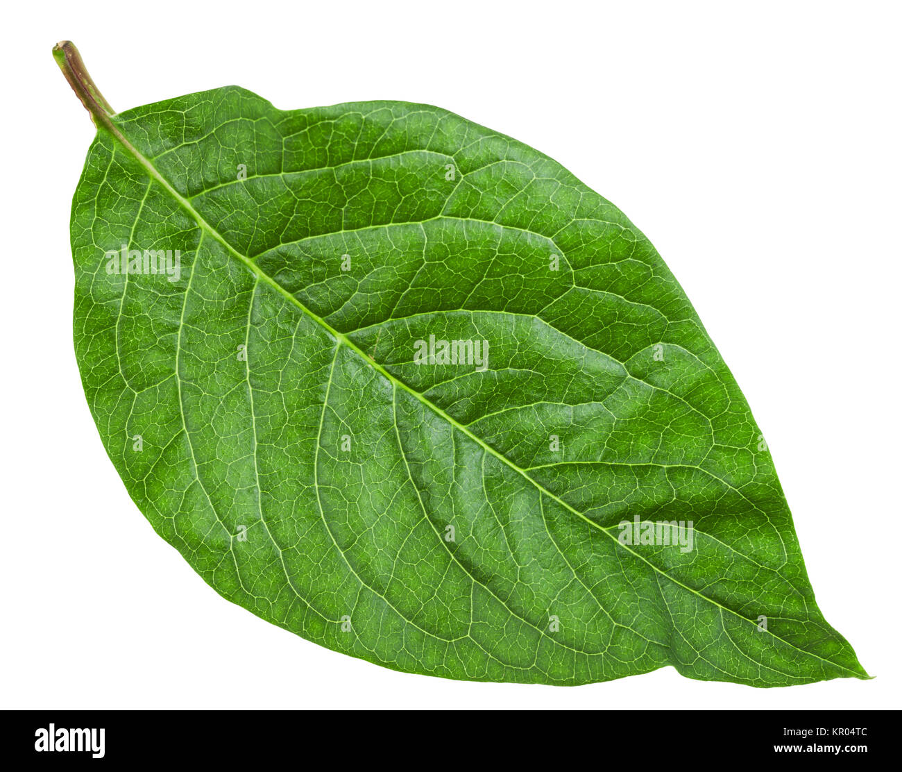 green leaf of Syringa Josikaea (hungarian lilac) Stock Photo