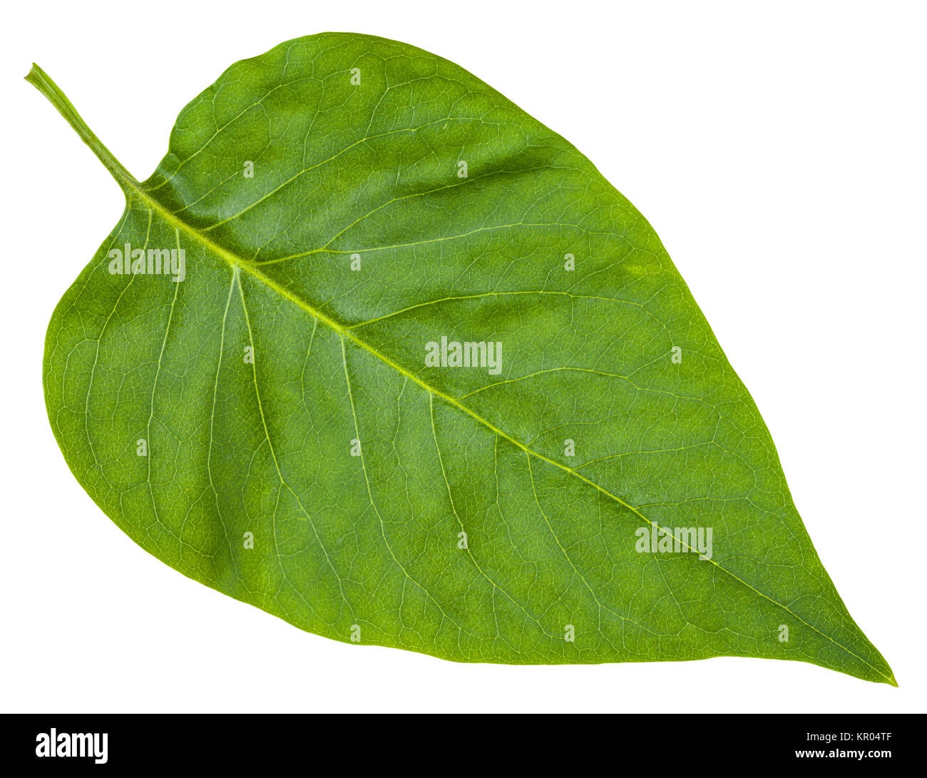 green leaf of Syringa vulgaris (lilac) isolated Stock Photo