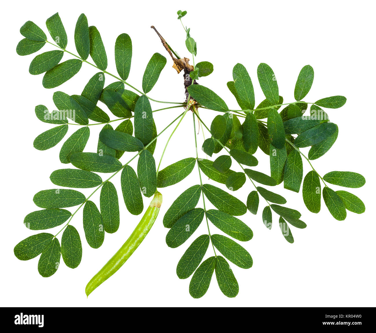 twig with leaves and pod of Caragana arborescens Stock Photo