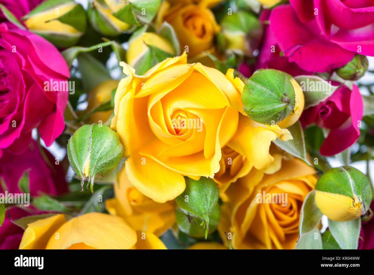 yellow rose spray flower with buds in bouquet Stock Photo Alamy
