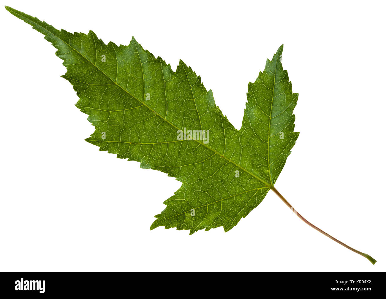 green leaf of Acer tataricum maple tree isolated Stock Photo