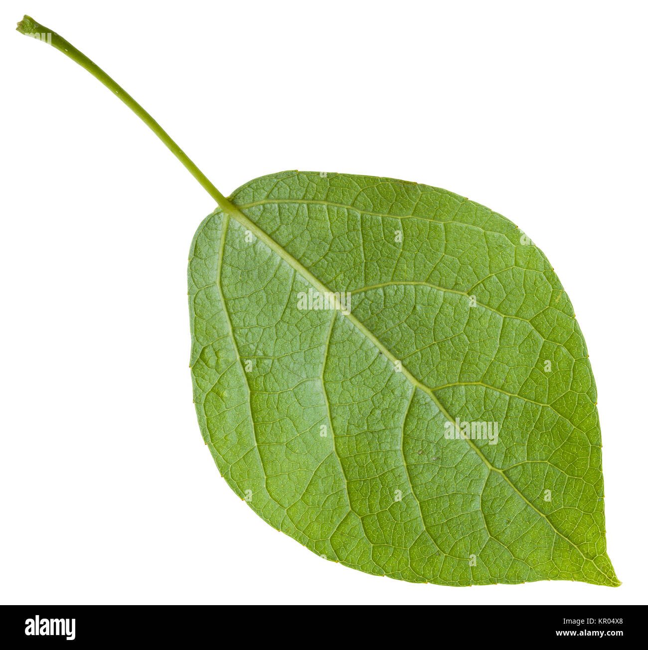 back side of green leaf of Populus canadensis Stock Photo
