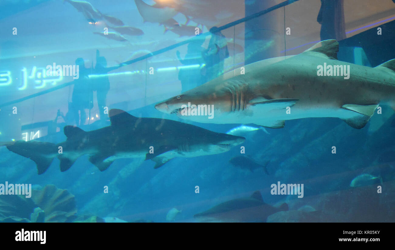 Shark swimming in large sea water aquarium. Large shark and other