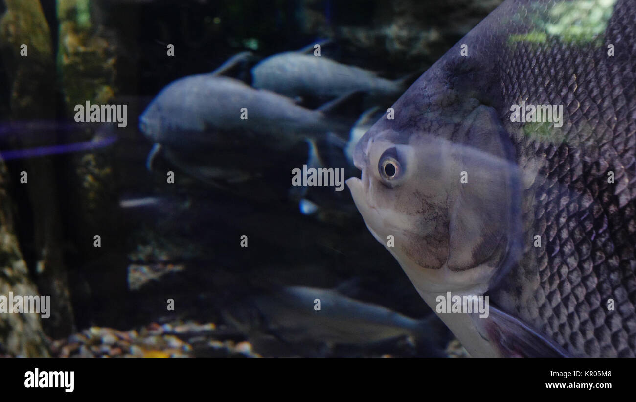 Large fishes swimming in a large aquarium. Large sea fish swim in an aquarium. Aquarium with a large variety of fish Stock Photo