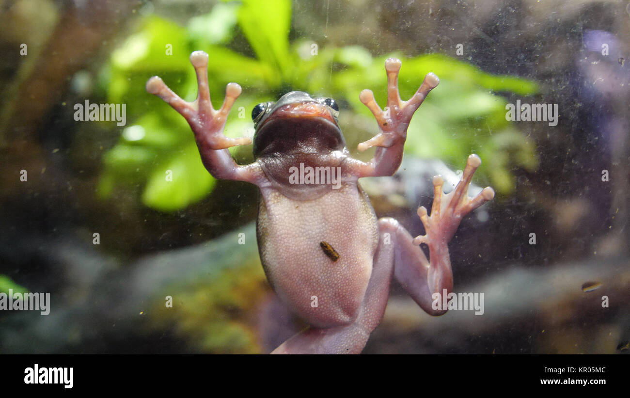 Tropical Green Frog In An Aquarium. Close up underwater of an African Frog.  Frog stuck to the glass in the aquarium Stock Photo - Alamy