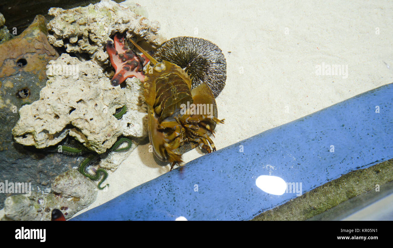 Horseshoe crab the oldest prehistoric creature in the world in aquarium. Used in pharmacy because of blue blood. Horseshoe crab at the aquarium. A Xiphosura in an aquarium Stock Photo