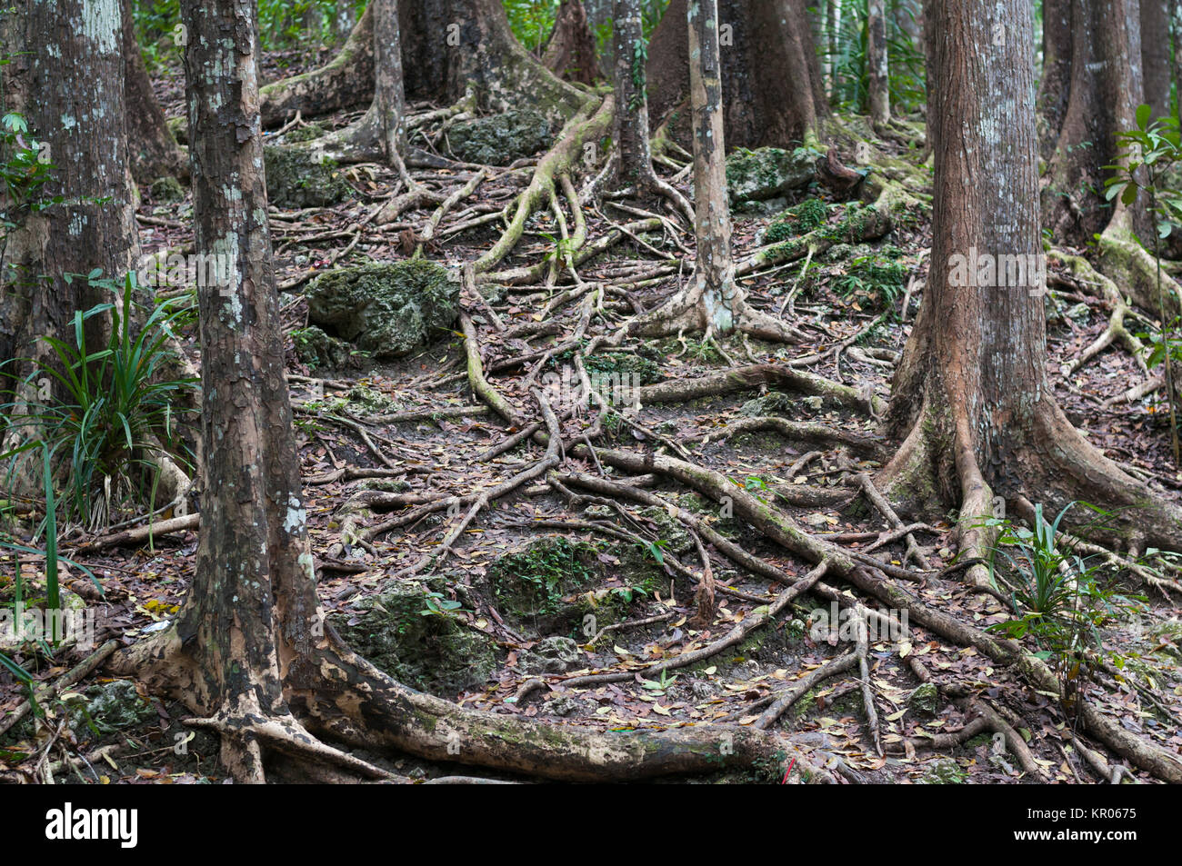 mahogany forest,meliaceae Stock Photo