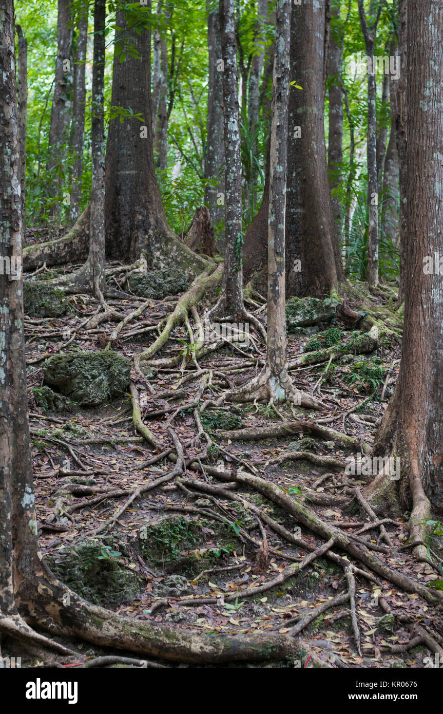 mahogany forest,meliaceae Stock Photo