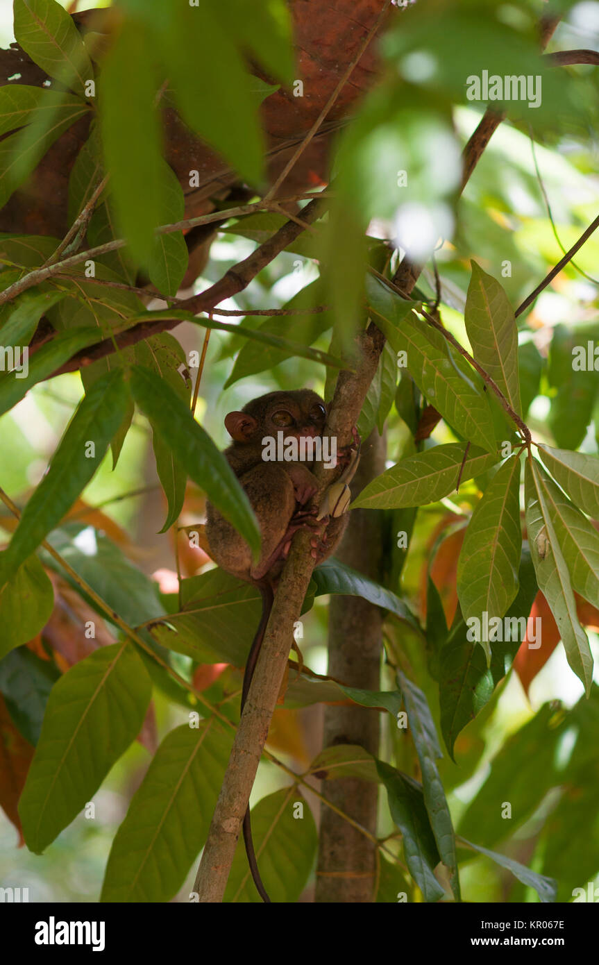 tarsier,tarsiidae Stock Photo