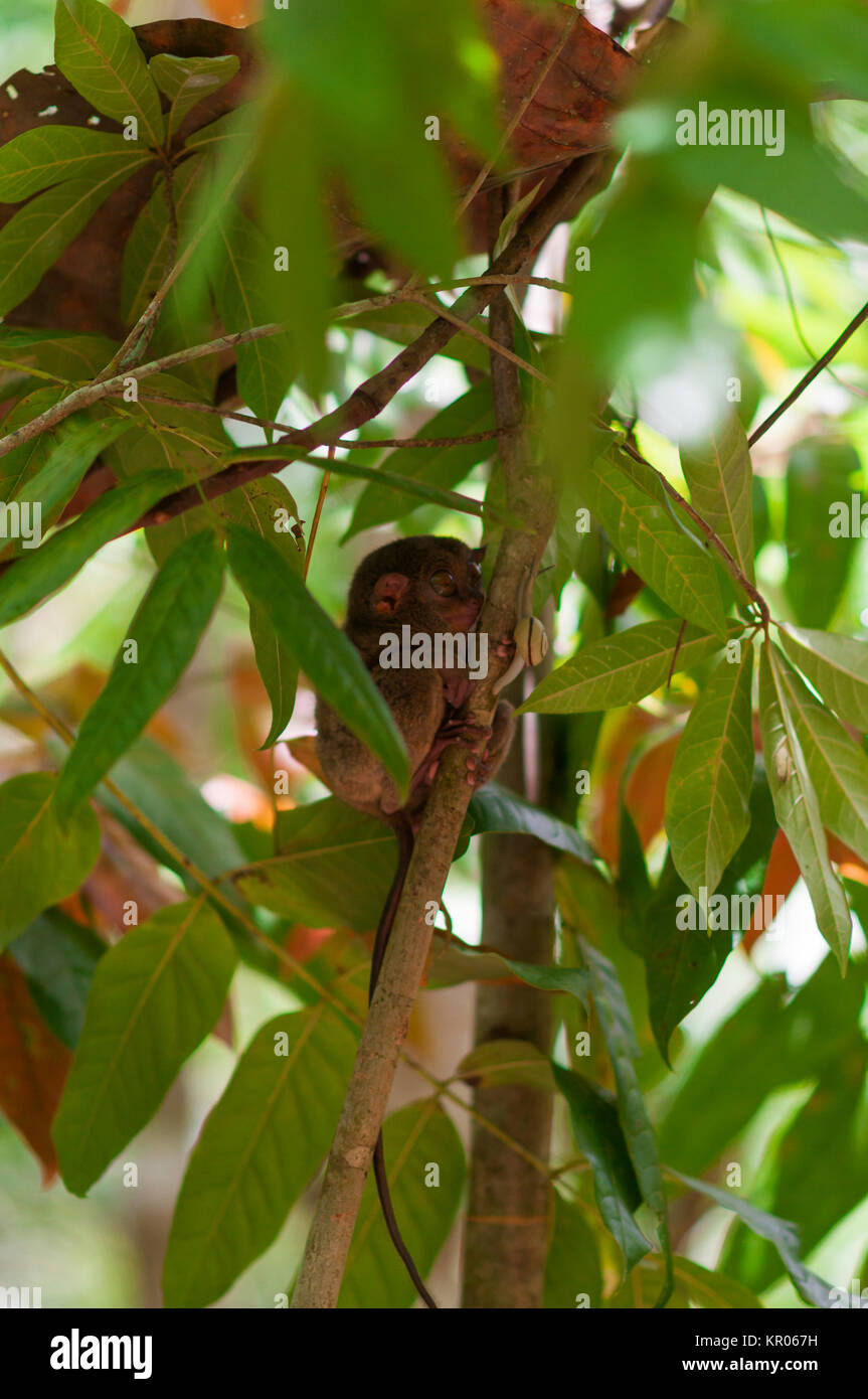 tarsier,tarsiidae Stock Photo