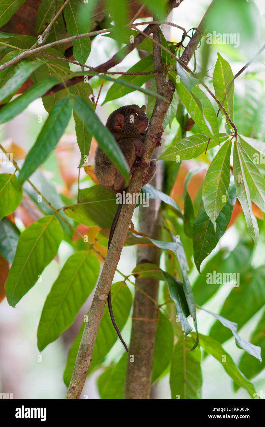 tarsier,tarsiidae Stock Photo