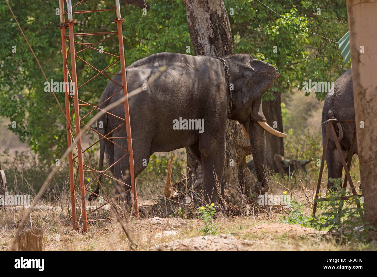 Domesticated Elephant in India Stock Photo - Alamy