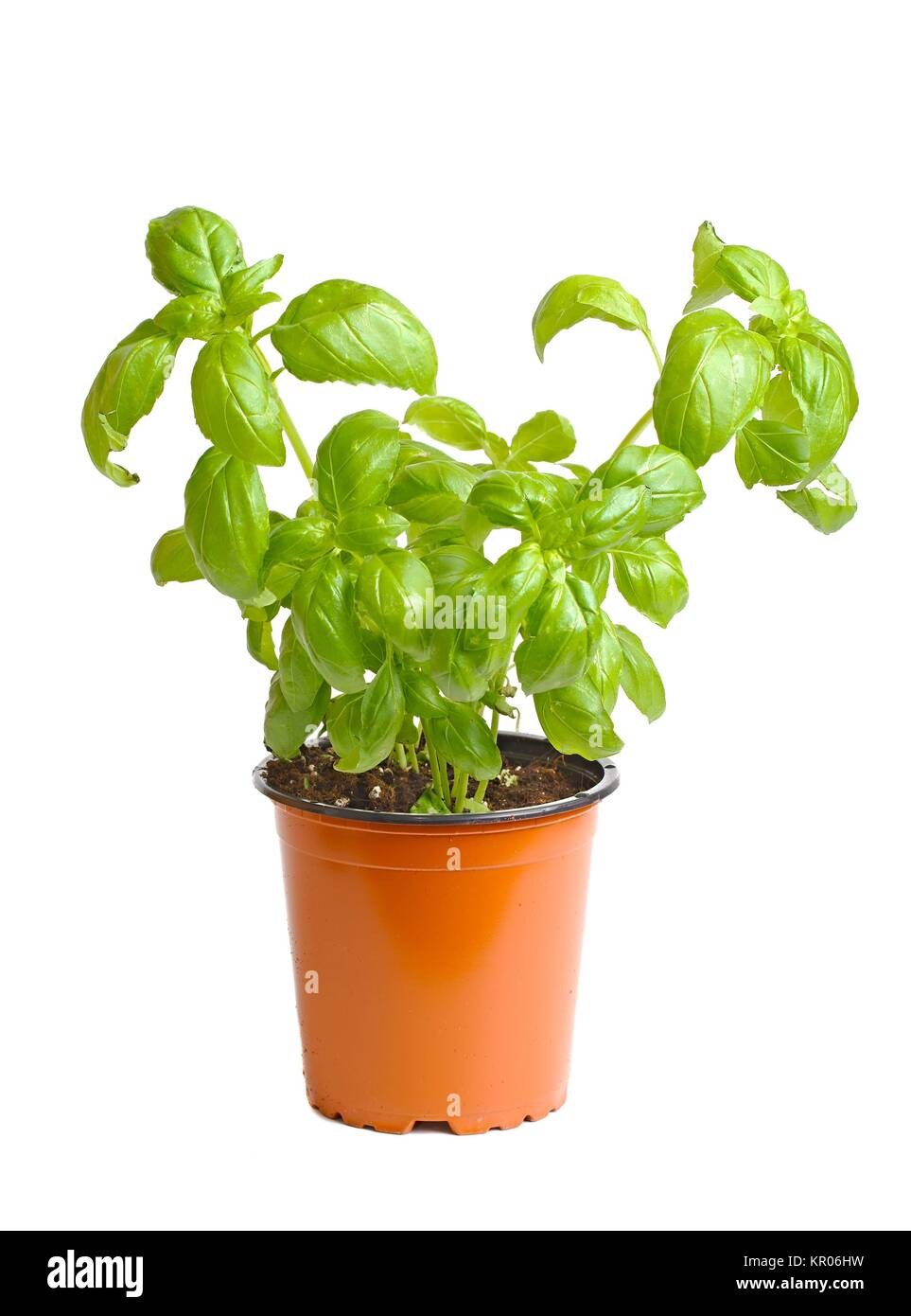 Basil in pot Stock Photo Alamy