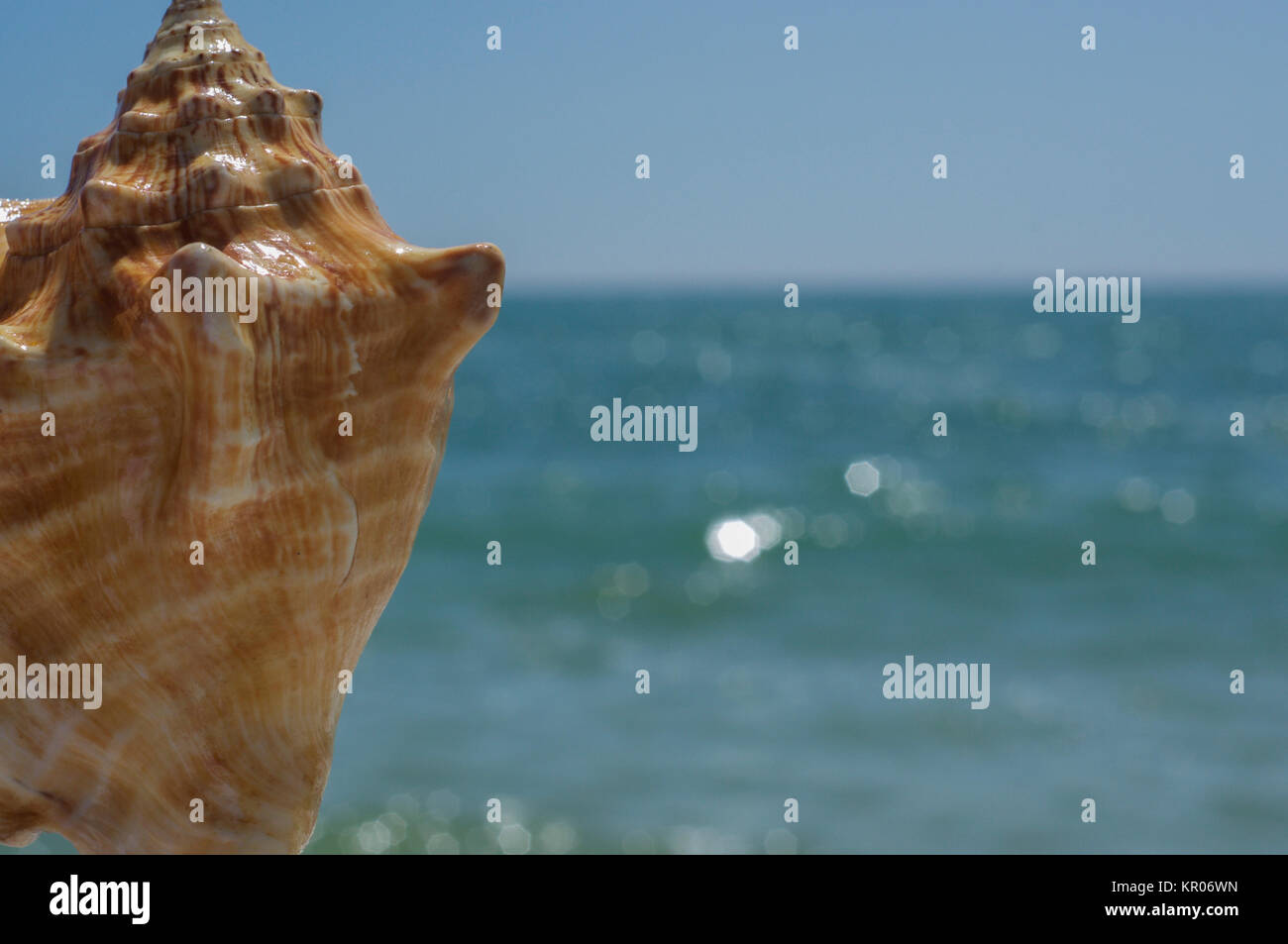 Sea background with shell Stock Photo - Alamy