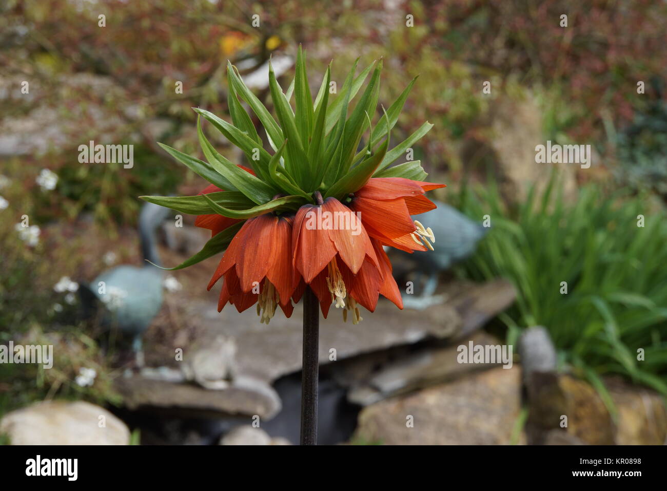 bloom of imperial crown (fritillaria imperialis) Stock Photo