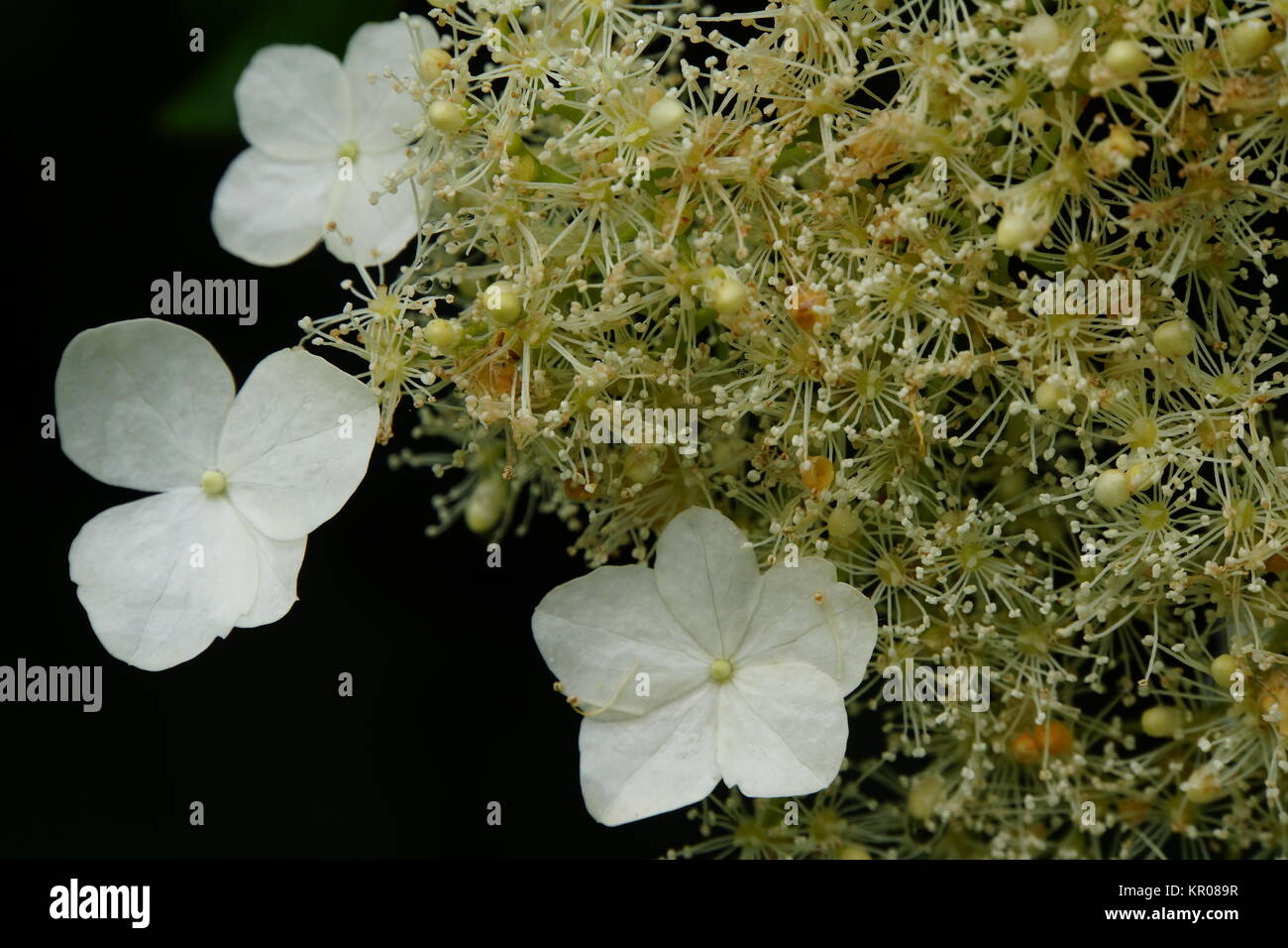 climbing hydrangea,climbing hydrangea (hydrangea petiolaris) Stock Photo