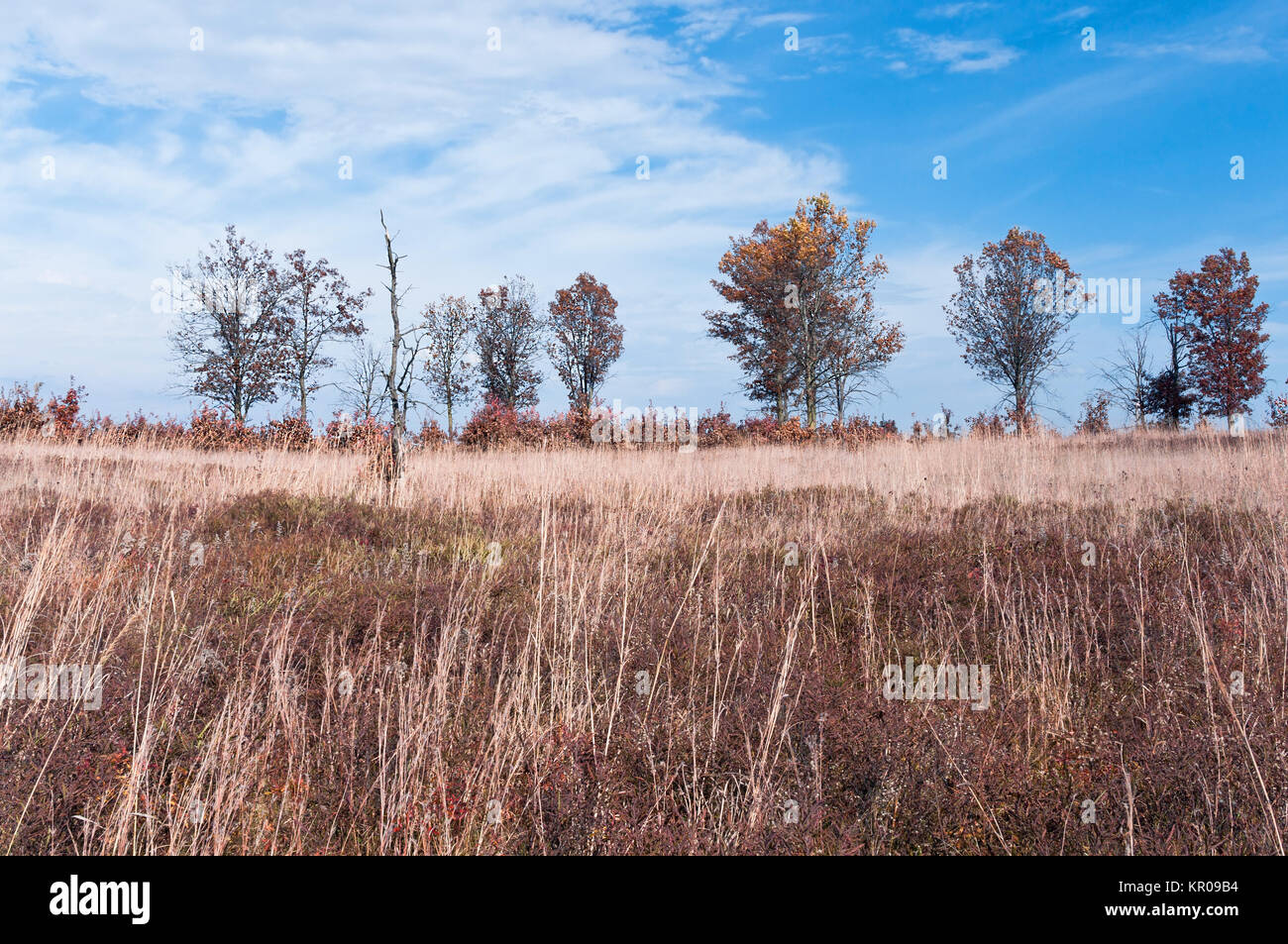prairie grassland and oak pine savanna habitat at necedah wildlife refuge juneau county wisconsin Stock Photo