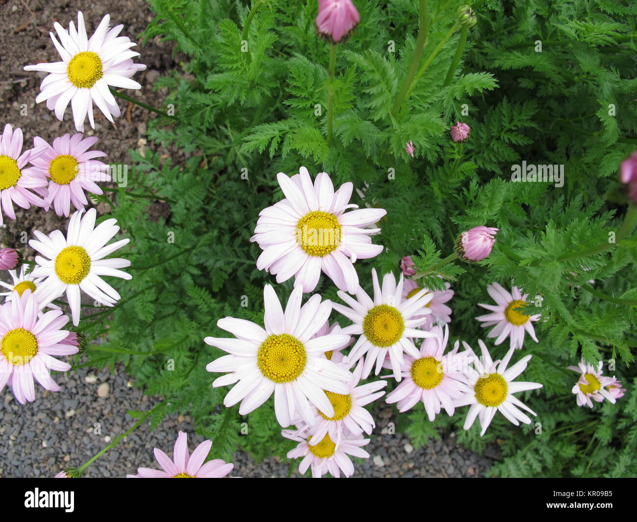 Chrysanthemum Coccineum Stock Photos & Chrysanthemum Coccineum Stock