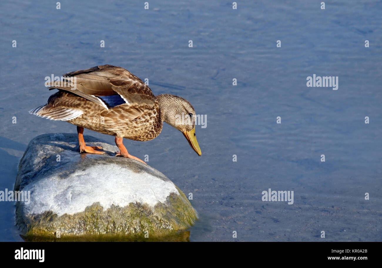 Mallard duck standing on large rock and looking over the edge at the water.  Should I go in? Stock Photo