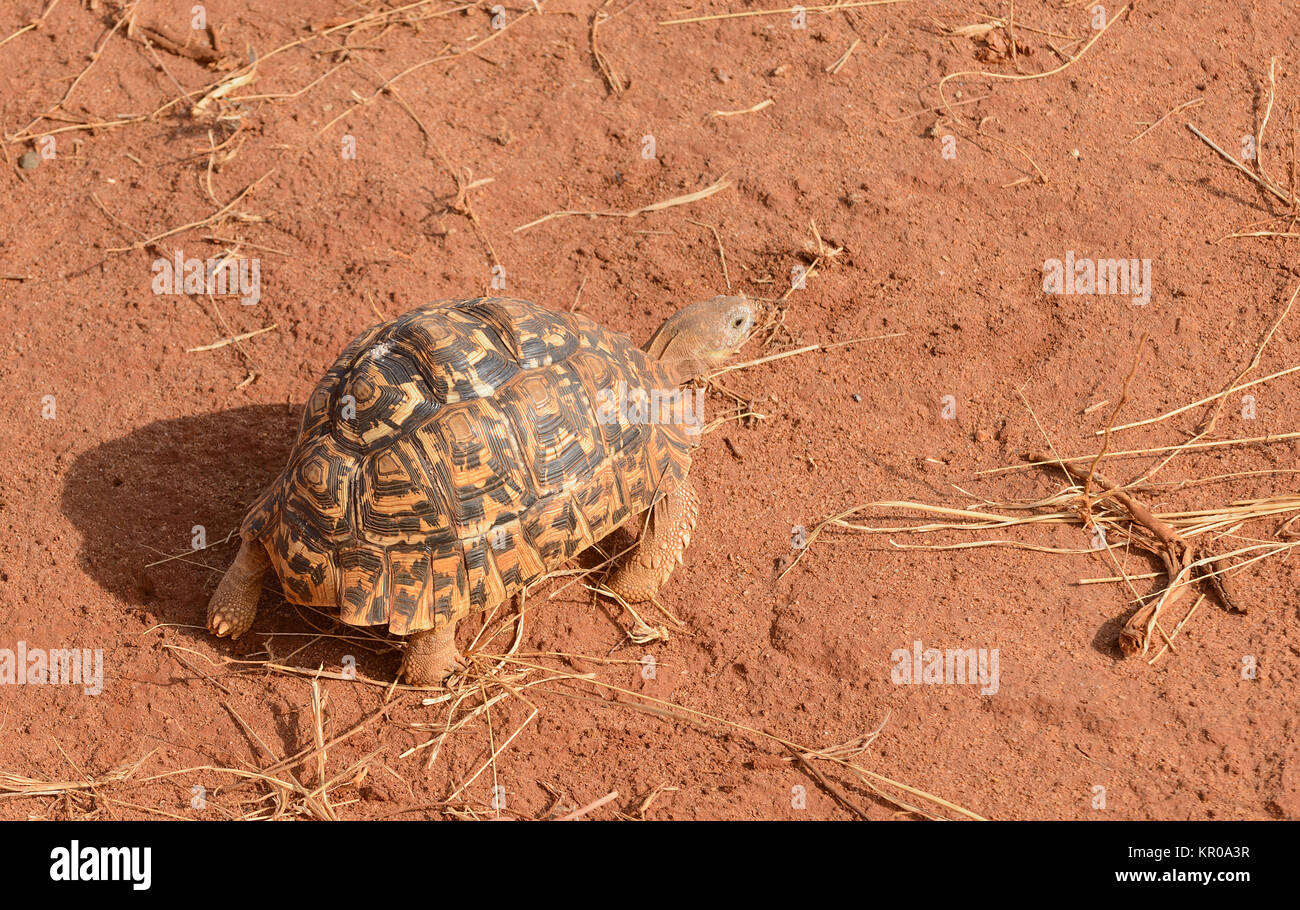 Closeup of Leopard tortoise (scientific name: Testudo pardalis, or 'Mzee kobe' in Swaheli) in the Serengeti National park, Tanzania Stock Photo