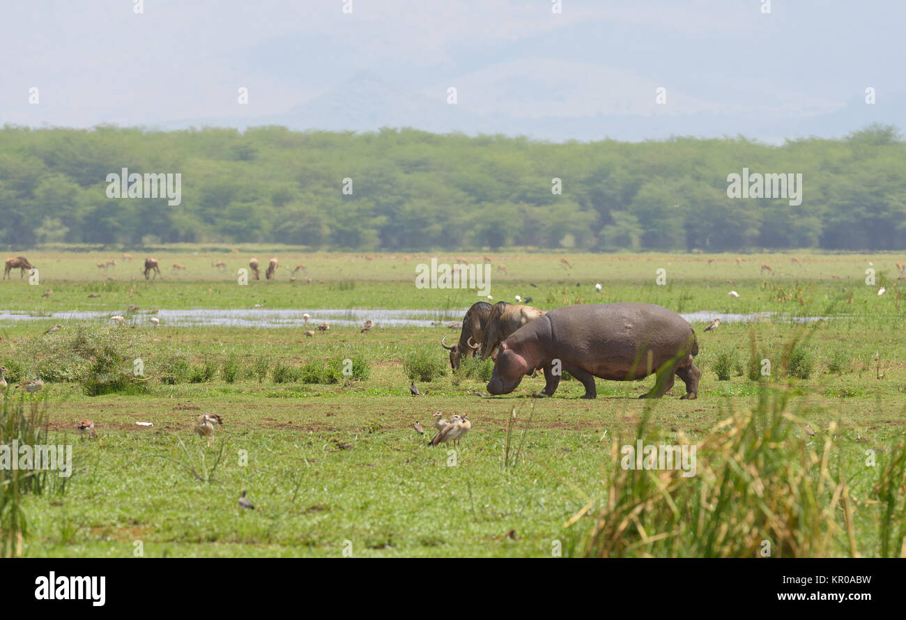 Hippopotamus (scientific name: Hippopotamus amphibius, or 'Kiboko' in Swaheli) with wildebeest grazing in the Lake Manyara National park, Tanzania Stock Photo