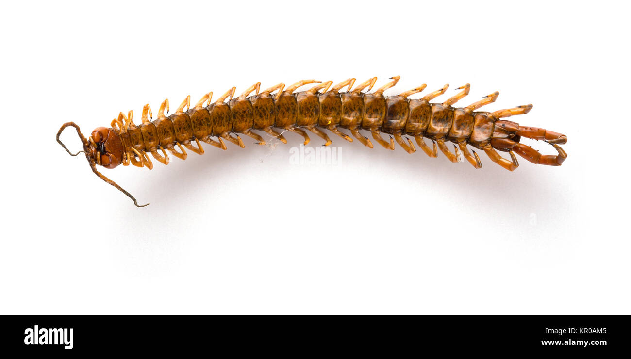 dead body of a giant size centipede on a white background Stock Photo